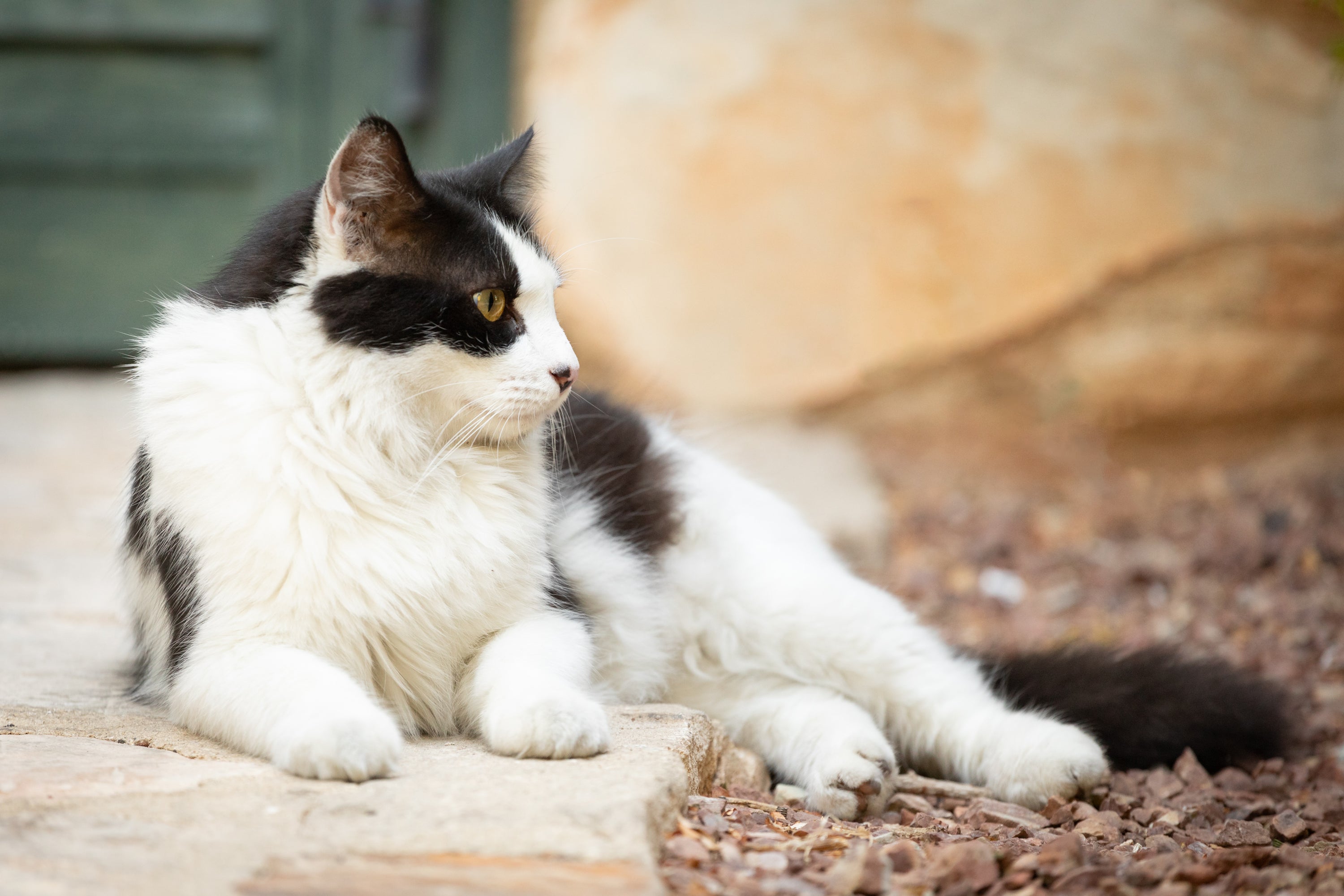 Fluff and boots cat