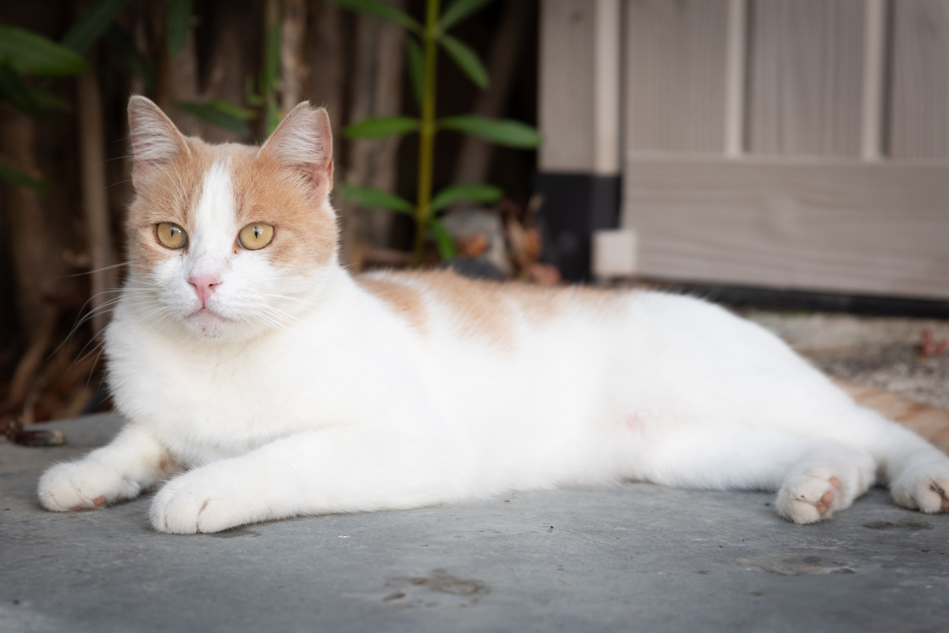 Fluff and boots cat