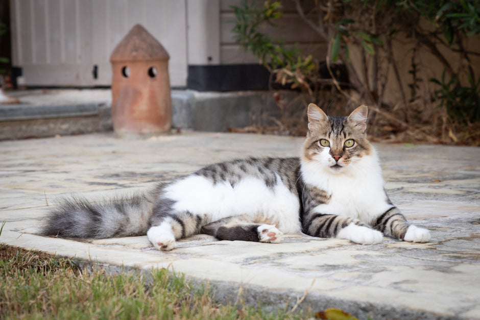 Fluff and boots cat